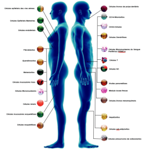 Celulas Primarias Corpo humano