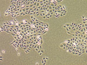 Celulas Primarias Normal Human Epidermal