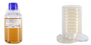 Pseudomonas Aeruginosa